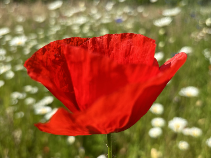 Terug naar jouw natuur - Seizoenssessie Zomer