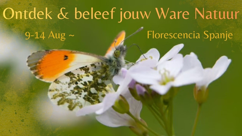 Ontdek je Ware Natuur ~ 6 ~ belevende dagen. - Mini retraite in de natuur, Energiewerk, Spirituele ontwikkeling