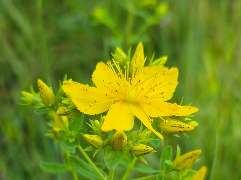 De Eetbare en Medicinale Natuur – In Volle Bloei