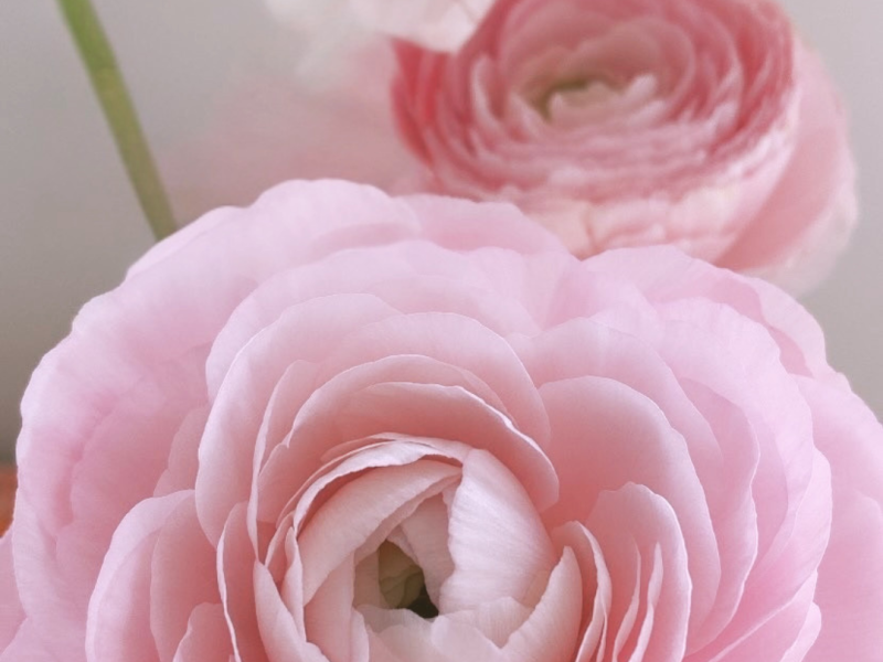 In-Essence Energy Reading | Anchoring You into You