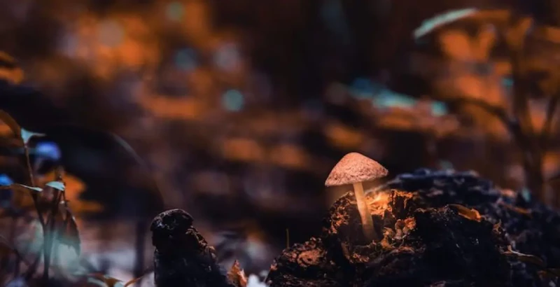 Yin Special: InnerPresence - Yoga, Bodywork, Plant Medicine