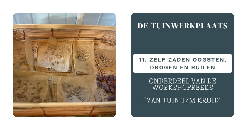 De Tuinwerkplaats: Zelf zaden oogsten, drogen en ruilen (11)