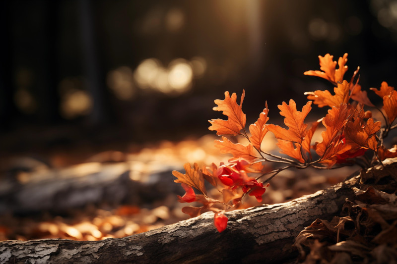 Yin Yoga & Yoga Nidra - zondag 20 september
