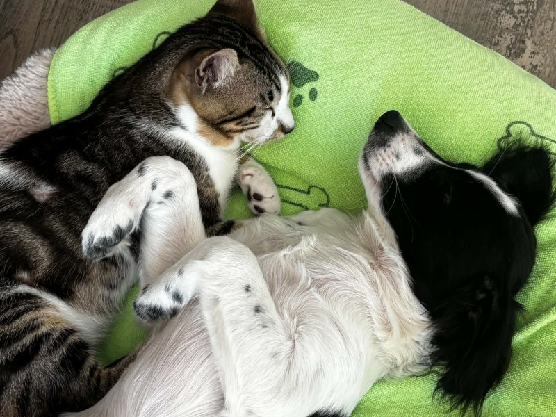 Pet Constellation Group  "All Day Event" - Amsterdam