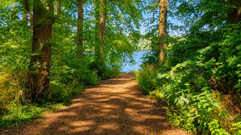 Mindful natuurcoachwandeling / Sloterplas Amsterdam