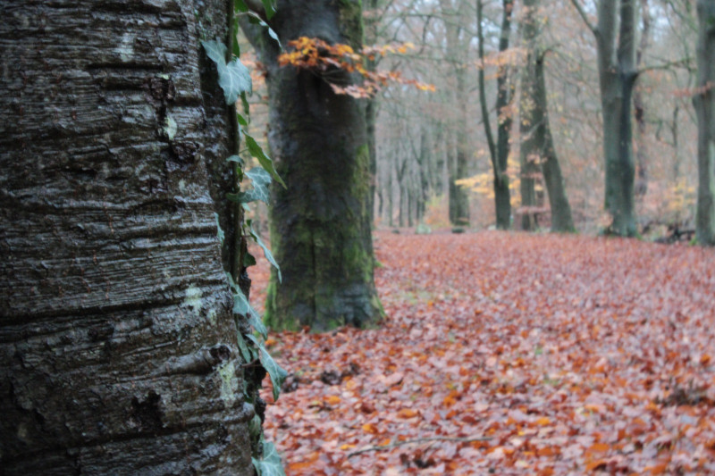Herfst bosbad