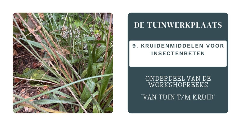 Themaworkshop: Kruidenmiddel voor insectenbeten (Tuinwerkplaats 9) - Natuur, Kruiden, Zelfvoorzienend Leven