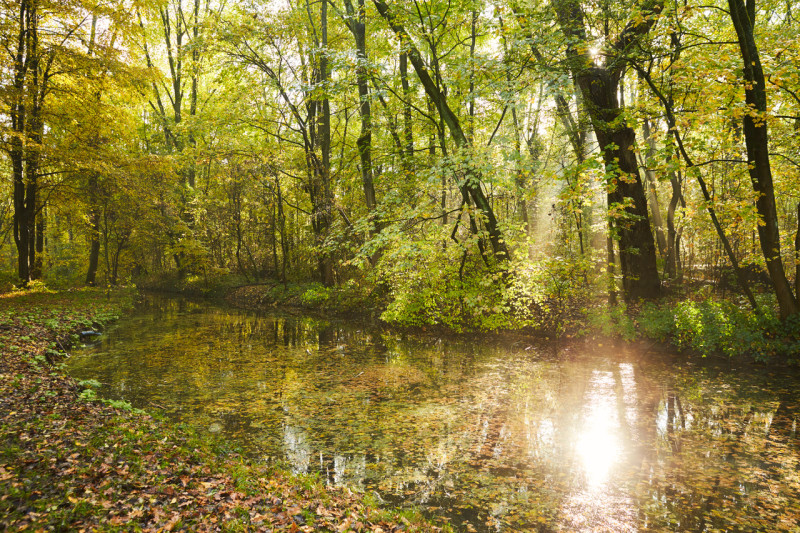 Herfst Bosbad Vliegenbos, Amsterdam Noord