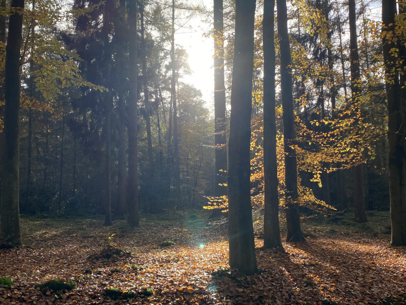Herfstbosbad - Shinrin Yoku