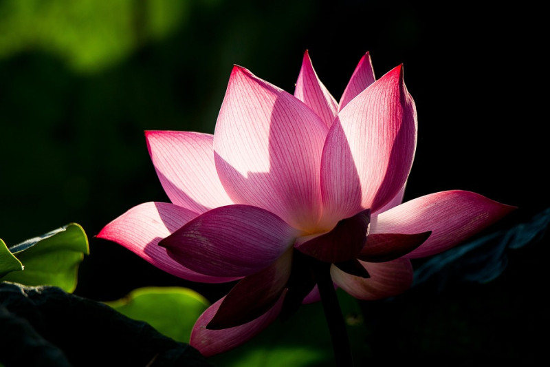 Roze Lotusceremonie