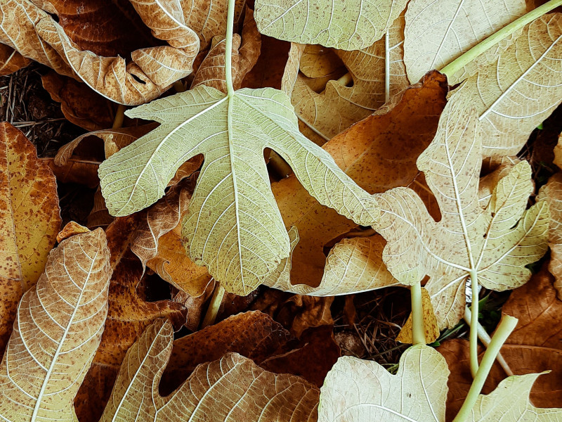 Met de Herfst Mee - Verdiepende Wandeling