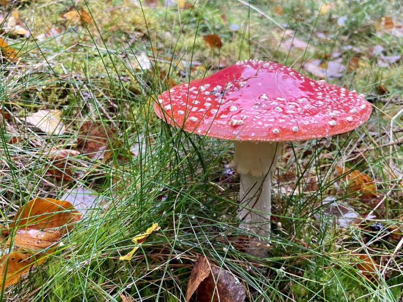 Herfst Bosbad in het Vliegenbos