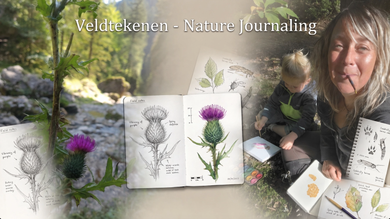 Veldtekenen - Nature Journaling in het bos - Natuur, Ontspanning, Creativiteit