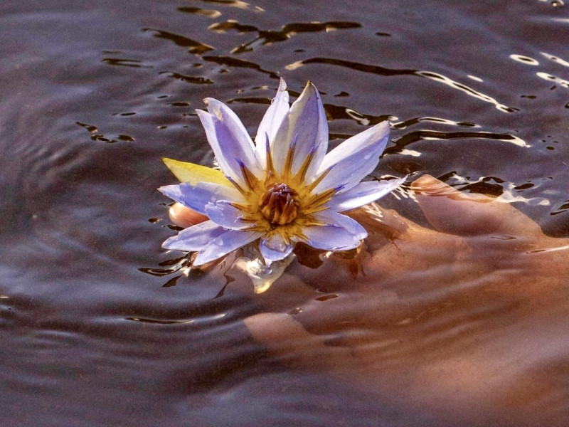 OPENING TO INNER KNOWING