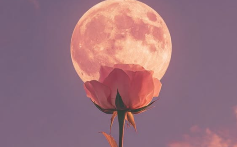 ROOTED IN LOVE — Embodied Healing Journey