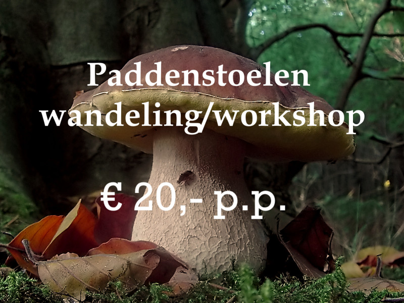 Paddenstoelenwandeling & Workshop in de bossen van Lunteren