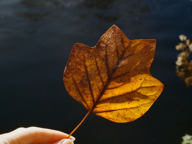 Creatieve workshop in de natuur: anders kijken naar loslaten