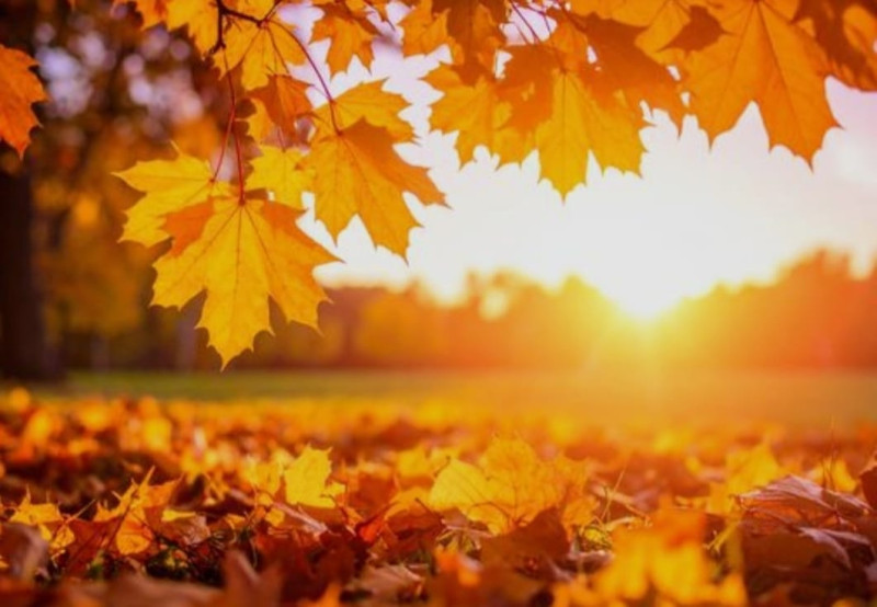 🍂 AUTUMN WELLNESS WORKSHOP 🍂
