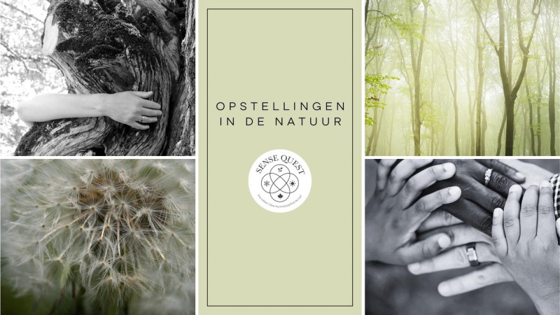 Sense Quest opstellingen in de natuur