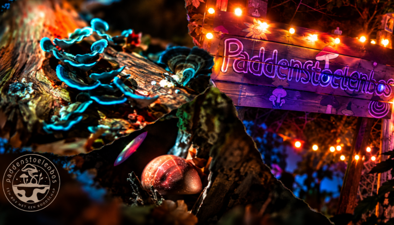 Glow in the dark in het Paddenstoelenbos - Kids activiteit