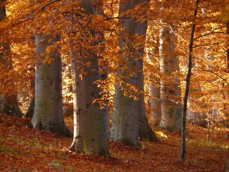 Herfstbosbad in het Poelbos, Goes, Zeeland - Bosbad - Shinrin Yoku
