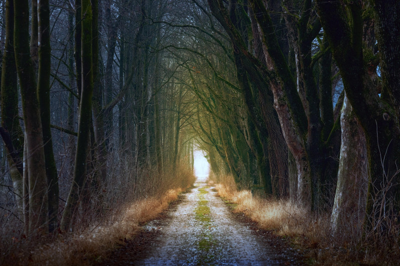 Bosbad 'Op weg naar Midwinter', Landgoed Ter Hooge, Middelburg