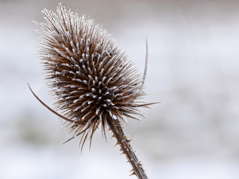 Kruidenworkshop – Zelf kruidenthee maken - Natuur, Kruiden, Verbinding