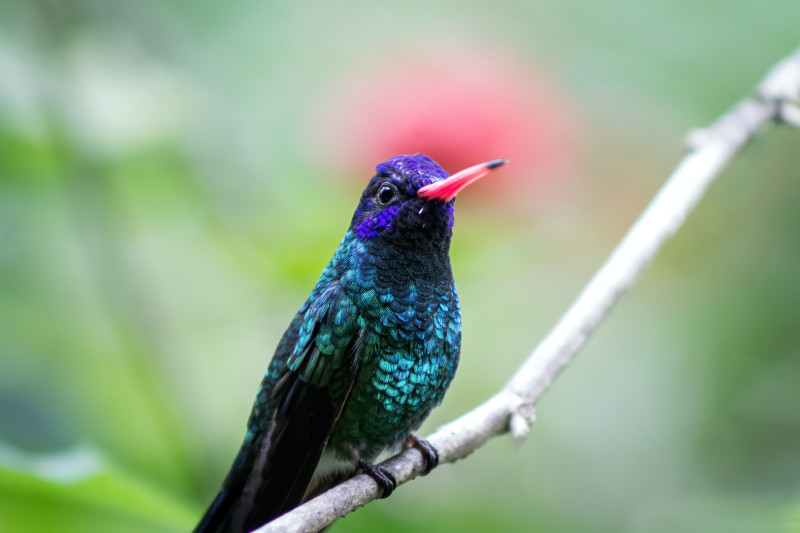 Reconnect with Nature, Council of All Beings