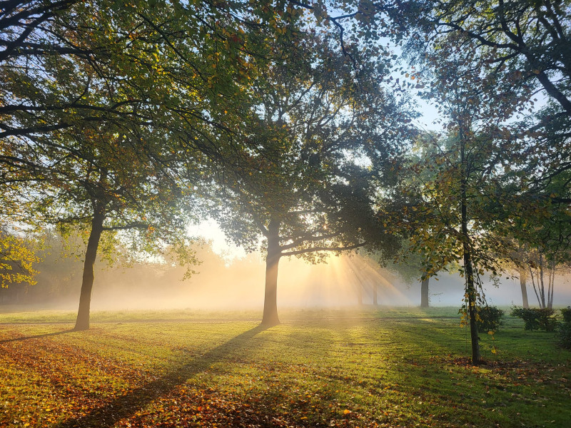 Bomen en onze (geestelijke) gezondheid: Belevingsgericht met EcoNIDRA™ - Natuur, Belevingslezingen, Ontspanning