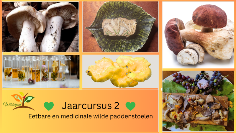Jaarcursus 2 eetbare en medicinale wilde paddenstoelen en kruiden