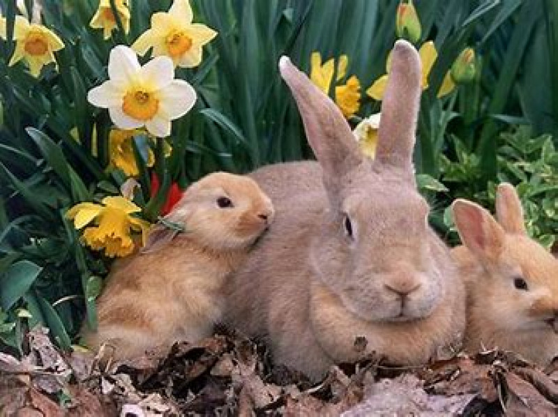 Ostara jaarfeest ceremonie