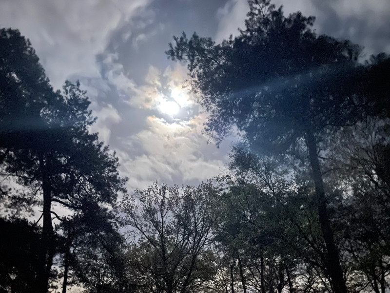Bosbad | Volle maan lente equinox - Natuur, Mindfulness, Bosbad - Shinrin Yoku