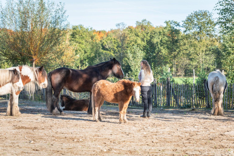 Familie opstellingen met paarden - Hipsy