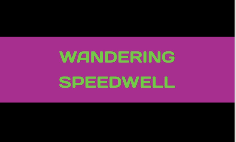 KlankConcert met Cacao Wandering Speedwell and the Water