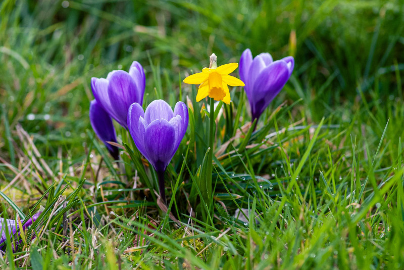 Shinrin Yoku - bosbad workshop; lente equinox - Natuur, Bosbad - Shinrin Yoku, Ontspanning