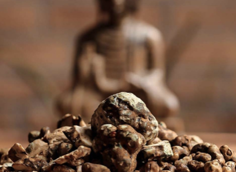 The brown ceremony – Magic truffle ceremony - Médecine des plantes, Rituel, Cérémonie du truffe