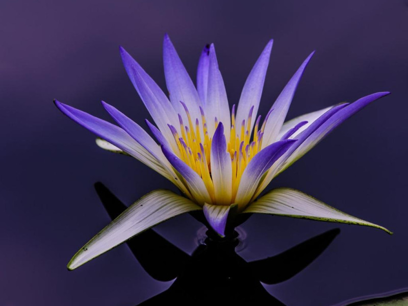 Blue Lotus Ceremony  - Rituel