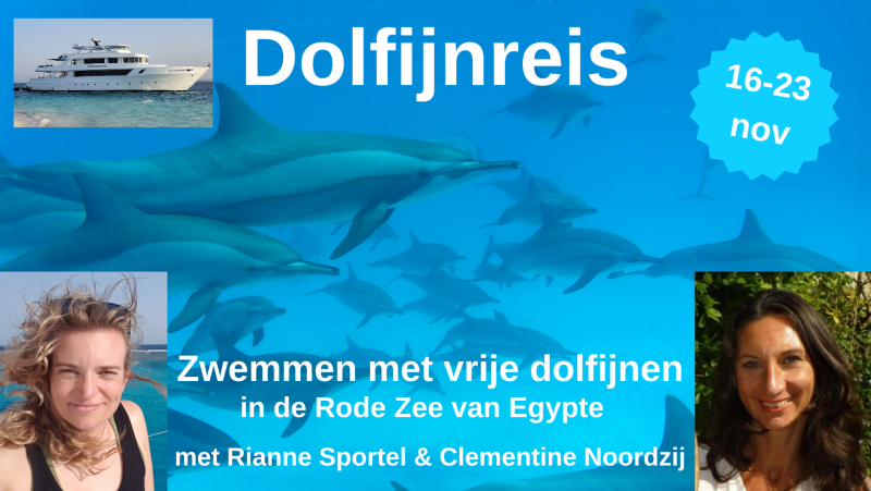 DOLFIJNREIS 16-23 NOV ~ Zwemmen met vrije dolfijnen Egypte