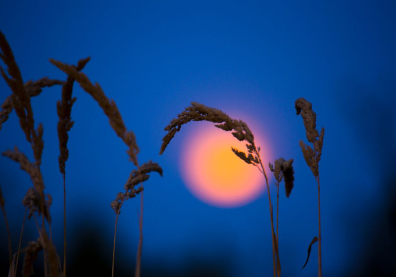 Volle Maan Wandeling + Astrologische uitleg