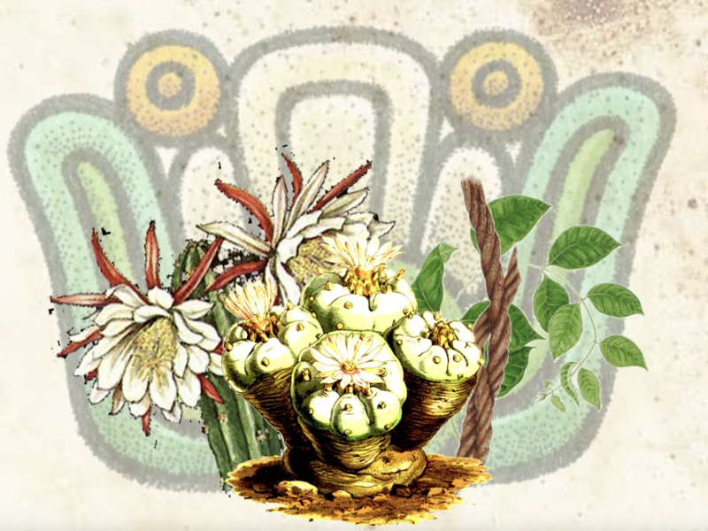 Ancestral Medicine Summer Ceremony