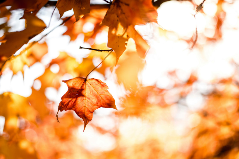 'Letting go' dagretraite - Zachte yoga & Creativiteit - 1-Dags retraite, Creativiteit, Mindfulness