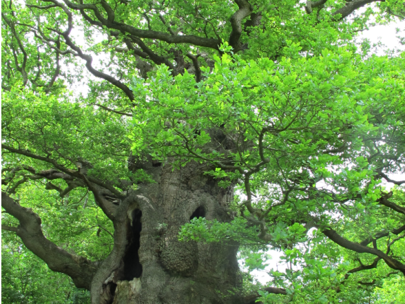 Engelandreis "Meeting remarkable trees" September