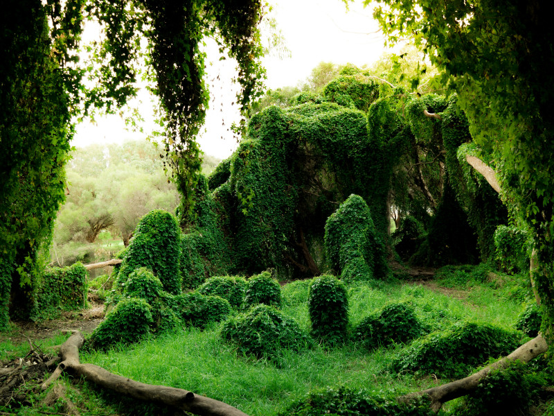 Wonderland's Web - Meditación, Encarnación, Conexión
