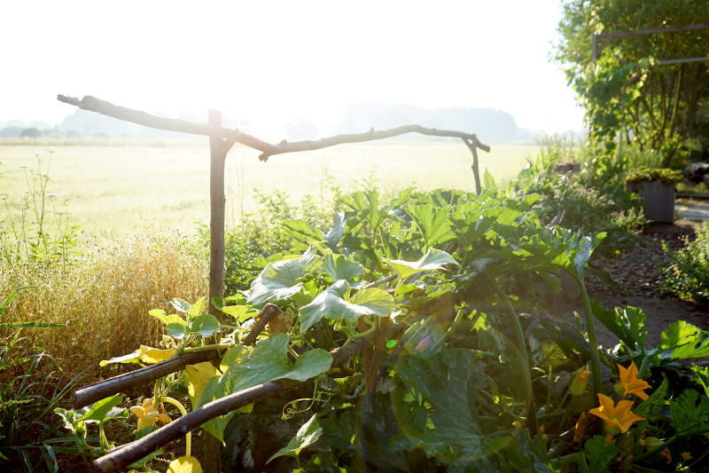 Laat je droom bloeien! Moestuinsessies voor persoonlijke groei. - Círculo de compartir, Creatividad, Desarrollo personal