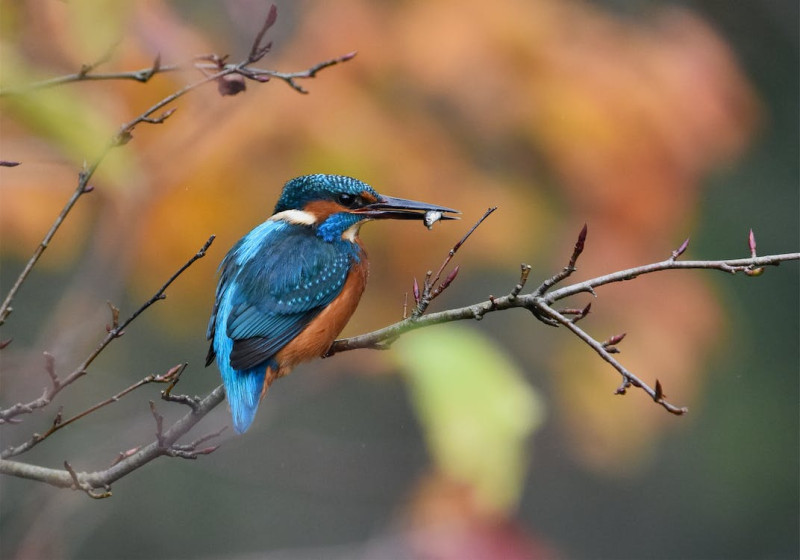 Lente Equinox Bosbad (Shinrin-yoku) | Landgoed Amelisweerd (Utrecht) - Natuur, Bosbad - Shinrin Yoku, Ontspanning