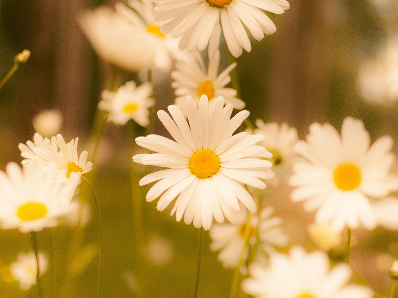 Spring Afternoon Retreat - 'A new beginning'