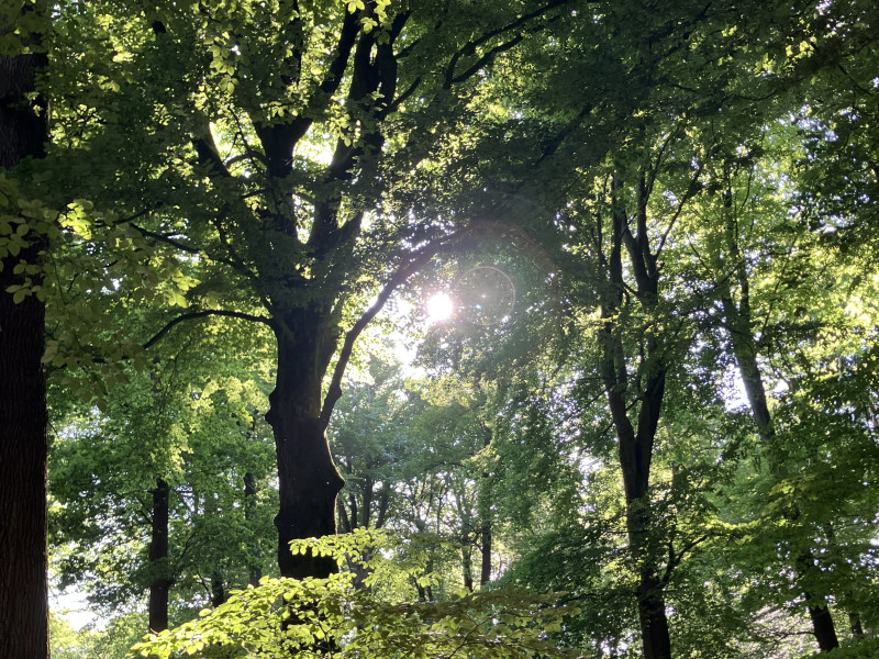 Wandelen op de Veluwe, terug naar jezelf