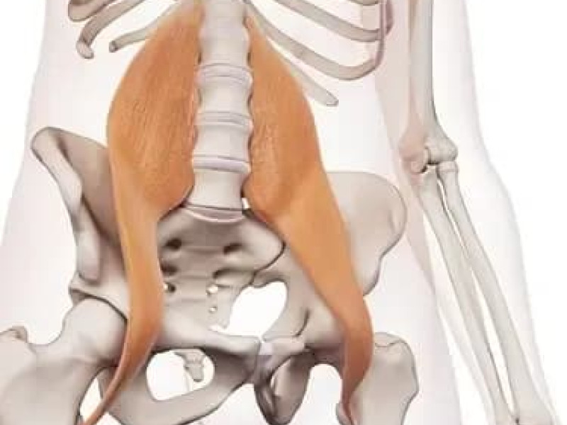 Masterclass Psoas: Portal to Your Soul