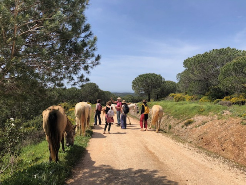 From the head to the Heart. 5 days with the horses