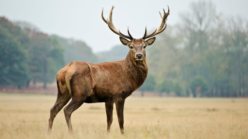 Truffel Ceremonie op de Veluwe - Plantmedicijn, Innerlijke Reis, Truffel Ceremonie
